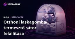 Otthoni laskagomba termesztő sátor kialakítása lépésről lépésre – teljes útmutató