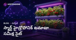 ఈ సంవత్సరంలో ఇంటిలో మేధో హైడ్రోపోనిక్ టమాటా సాగుపై సమీక్షల కోసం వెబ్‌సైట్ నిర్మాణ గైడ్