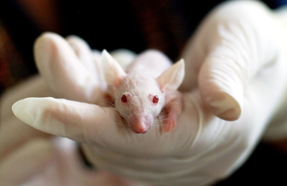 Optogenetiske teknologier: begrensninger og utfordringer